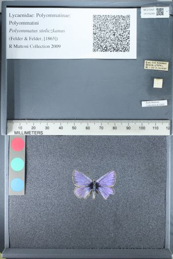 Media type: image;   Entomology 155249